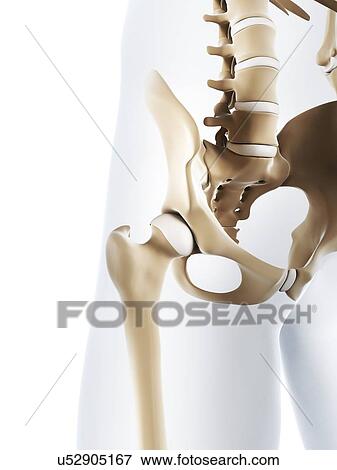 Stock Illustration - Male pelvis bones, artwork. Fotosearch