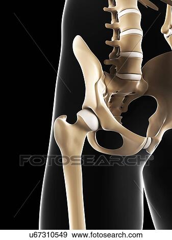 Stock Illustration - Male pelvis bones, artwork. Fotosearch