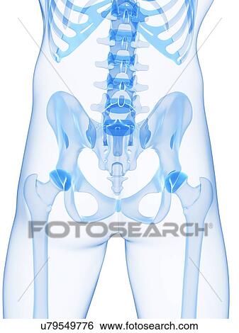 Stock Illustration - Male pelvis bones, artwork. Fotosearch