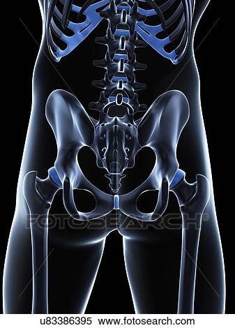 Stock Illustration - Male pelvis bones, artwork. Fotosearch