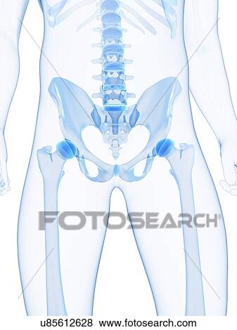 Male pelvis bones, artwork View Large Illustration Stock Illustration - Male pelvis bones, artwork. Fotosearch