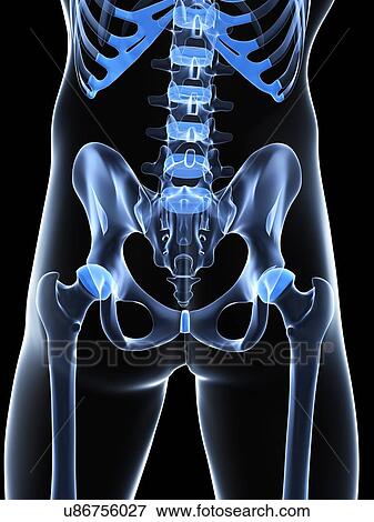 Male pelvis bones, artwork View Large Illustration Stock Illustration - Male pelvis bones, artwork. Fotosearch