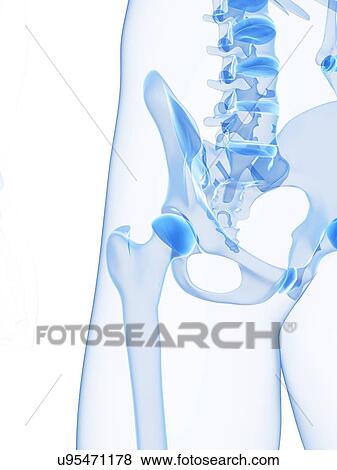 Stock Illustration - Male pelvis bones, artwork. Fotosearch