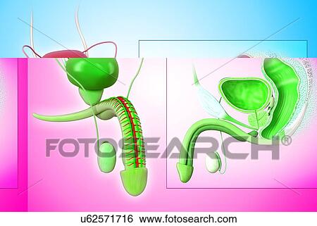 Male reproductive system, artwork View Large Illustration Stock Illustration - Male reproductive system, artwork. Fotosearch