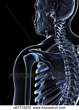 Male shoulder bones, artwork View Large Illustration Clipart - Male shoulder bones, artwork. Fotosearch