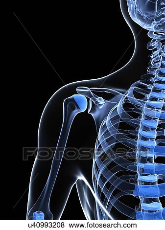 Stock Illustration - Male shoulder bones, artwork. Fotosearch