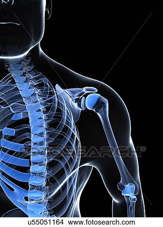 Stock Illustration - Male shoulder bones, artwork. Fotosearch