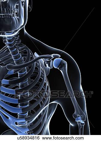 Male shoulder bones, artwork View Large Illustration Stock Illustration - Male shoulder bones, artwork. Fotosearch