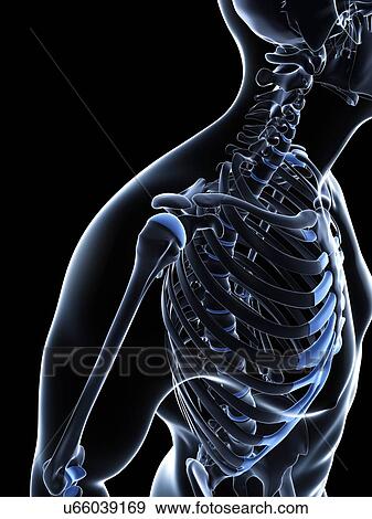 Male shoulder bones, artwork View Large Illustration Stock Illustration - Male shoulder bones, artwork. Fotosearch