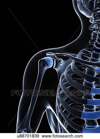 Male shoulder bones, artwork View Large Illustration Stock Illustration - Male shoulder bones, artwork. Fotosearch