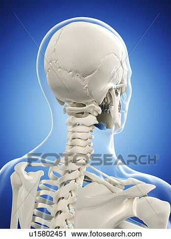 Male skeleton, artwork View Large Illustration Clip Art - Male skeleton, artwork. Fotosearch