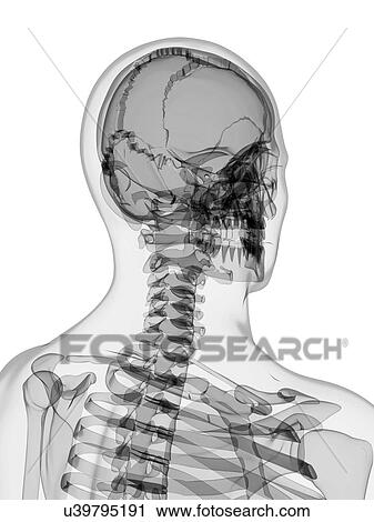 Male skeleton, artwork View Large Illustration Clip Art - Male skeleton, artwork. Fotosearch