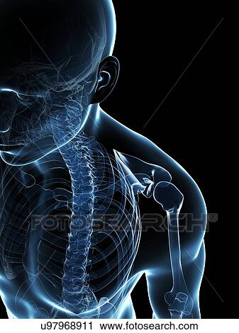 Male skeleton, artwork View Large Illustration Clip Art - Male skeleton, artwork. Fotosearch