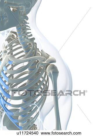 Male skeleton, artwork View Large Illustration Clipart - Male skeleton, artwork. Fotosearch