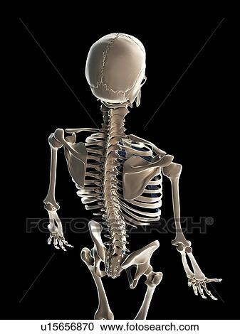 Male skeleton, artwork View Large Illustration Clipart - Male skeleton, artwork. Fotosearch