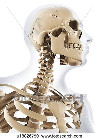 Clipart - Male skeleton, artwork. Fotosearch