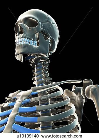 Clipart - Male skeleton, artwork. Fotosearch