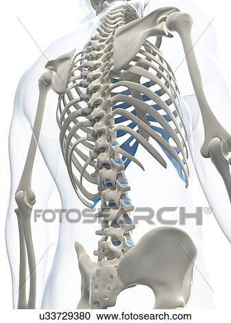 Male skeleton, artwork View Large Illustration Clipart - Male skeleton, artwork. Fotosearch