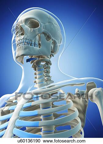 Clipart - Male skeleton, artwork. Fotosearch