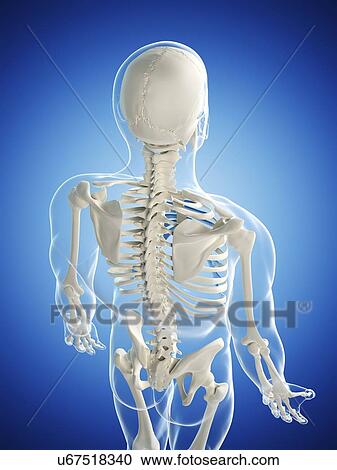 Clipart - Male skeleton, artwork. Fotosearch