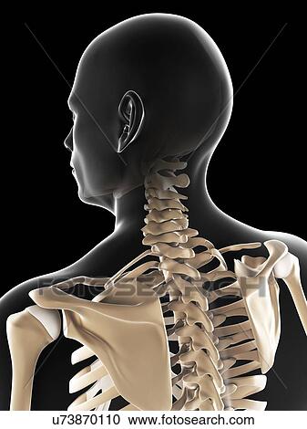 Male skeleton, artwork View Large Illustration Clipart - Male skeleton, artwork. Fotosearch
