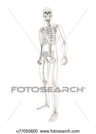 Clipart - Male skeleton, artwork. Fotosearch