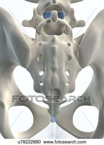 Clipart - Male skeleton, artwork. Fotosearch