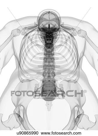 Male skeleton, artwork View Large Illustration Clipart - Male skeleton, artwork. Fotosearch