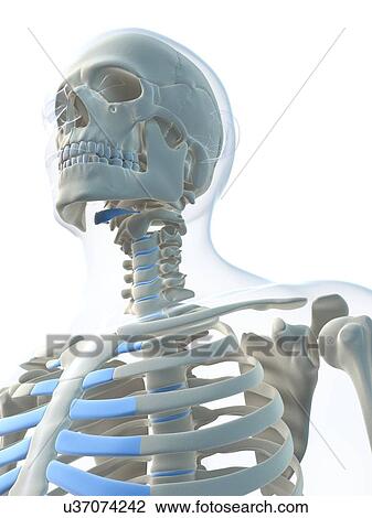Drawing - Male skeleton, artwork. Fotosearch