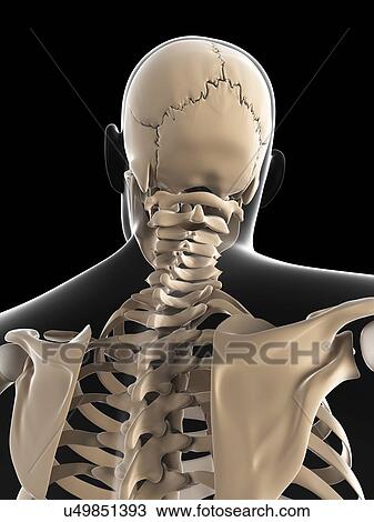 Drawing - Male skeleton, artwork. Fotosearch