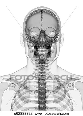 Male skeleton, artwork View Large Illustration Drawing - Male skeleton, artwork. Fotosearch