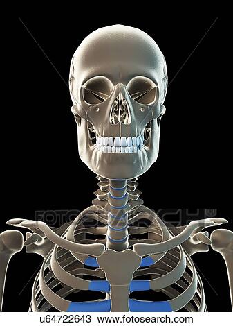 Drawing - Male skeleton, artwork. Fotosearch