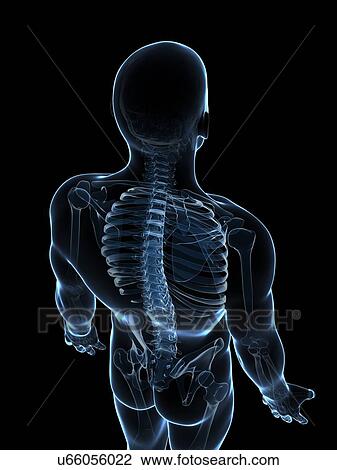 Drawing - Male skeleton, artwork. Fotosearch