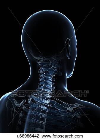 Drawing - Male skeleton, artwork. Fotosearch