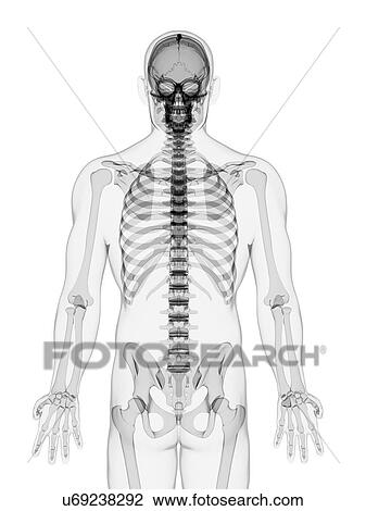 Male skeleton, artwork View Large Illustration Drawing - Male skeleton, artwork. Fotosearch
