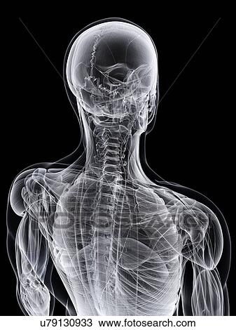 Male skeleton, artwork View Large Illustration Drawing - Male skeleton, artwork. Fotosearch