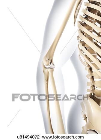 Drawing - Male skeleton, artwork. Fotosearch