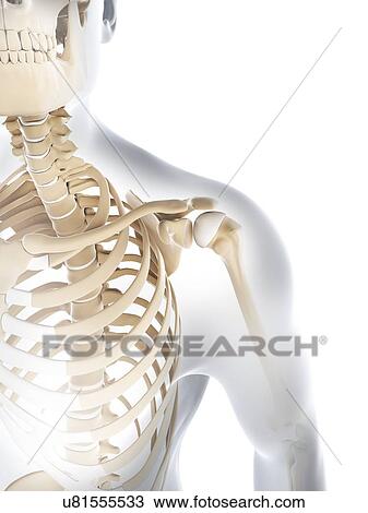 Male skeleton, artwork View Large Illustration Drawing - Male skeleton, artwork. Fotosearch