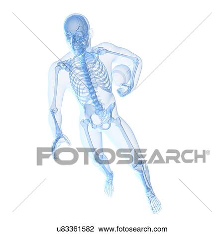 Drawing - Male skeleton, artwork. Fotosearch