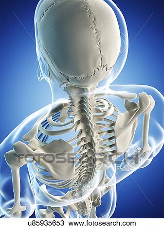 Male skeleton, artwork View Large Illustration Drawing - Male skeleton, artwork. Fotosearch