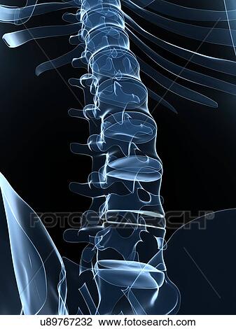 Male skeleton, artwork View Large Illustration Drawing - Male skeleton, artwork. Fotosearch