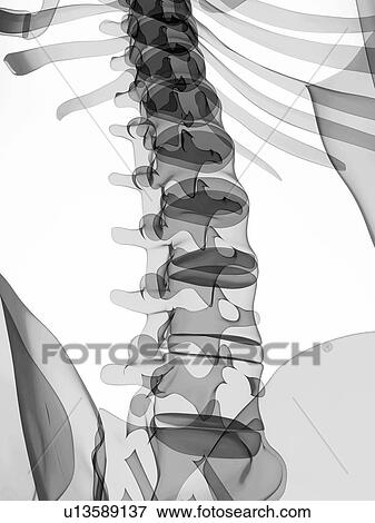 Male skeleton, artwork View Large Illustration Stock Illustration - Male skeleton, artwork. Fotosearch