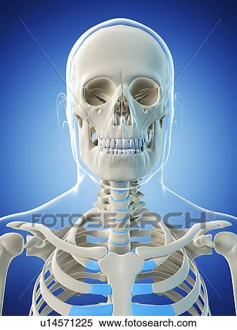 Stock Illustration - Male skeleton, artwork. Fotosearch