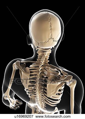 Male skeleton, artwork View Large Illustration Stock Illustration - Male skeleton, artwork. Fotosearch