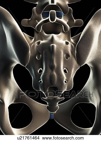 Stock Illustration - Male skeleton, artwork. Fotosearch