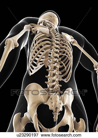 Male skeleton, artwork View Large Illustration Stock Illustration - Male skeleton, artwork. Fotosearch
