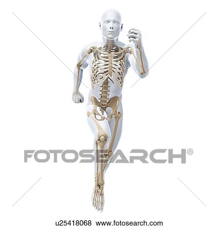 Stock Illustration - Male skeleton, artwork. Fotosearch