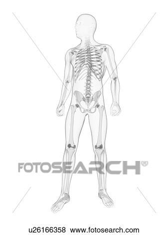 Stock Illustration - Male skeleton, artwork. Fotosearch