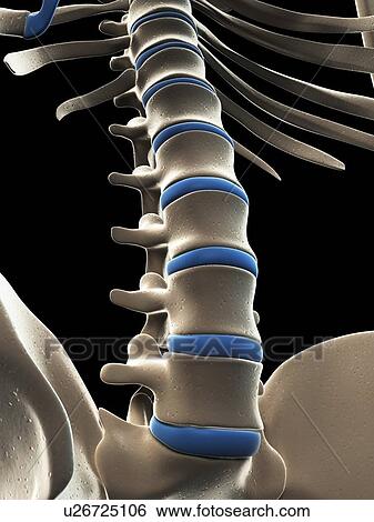 Male skeleton, artwork View Large Illustration Stock Illustration - Male skeleton, artwork. Fotosearch