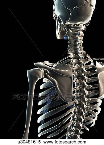 Male skeleton, artwork View Large Illustration Stock Illustration - Male skeleton, artwork. Fotosearch